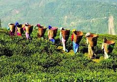 অসমৰ প্রাকৃতিক সৌন্দৰ্য | The Natural Beauty of Assam অসমৰ প্রাকৃতিক সৌন্দৰ্য The Natural Beauty of Assam