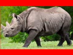 অসমৰ বন্যপ্ৰাণী কুইজ অসমৰ বন্যপ্ৰাণী কুইজ