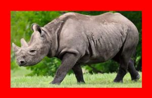 অসমৰ বন্যপ্ৰাণী কুইজ অসমৰ বন্যপ্ৰাণী কুইজ