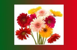 আকৌ আহিব | Akou Ahibo আকৌ আহিব Akou Ahibo