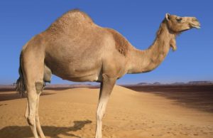 আৰবী সাহিত্যৰ ইতিহাস প্ৰাক-ইছলামী যুগ | Arabi Sahityor Etihas Prak-Islami Yug আৰবী সাহিত্যৰ ইতিহাস প্ৰাক-ইছলামী যুগ Arabi Sahityor Etihas Prak-Islami Yug