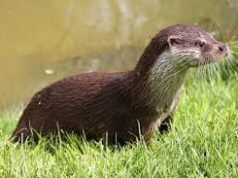 উদক ভেঁটা ৰখীয়া পতা—ভাৱ সম্প্ৰসাৰণ উদক ভেঁটা ৰখীয়া পতা