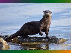 উদৰ সাত পুৰুষ মৰিল কেঁচা মাছ খাই, বান্দৰৰ সাতপুৰুষ মৰিল ডাল কোবাই — ভাব সম্প্রসাৰণ