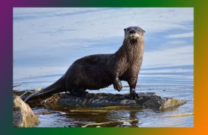 উদৰ সাত পুৰুষ মৰিল কেঁচা মাছ খাই, বান্দৰৰ সাতপুৰুষ মৰিল ডাল কোবাই — ভাব সম্প্রসাৰণ