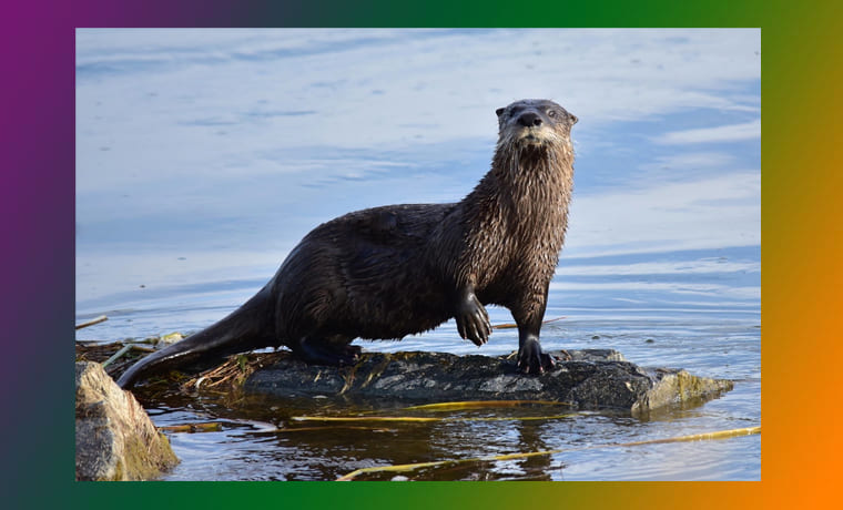 উদৰ সাত পুৰুষ মৰিল কেঁচা মাছ খাই, বান্দৰৰ সাতপুৰুষ মৰিল ডাল কোবাই — ভাব সম্প্রসাৰণ