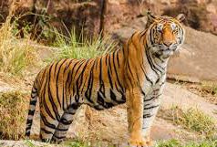 এশ গৰু মাৰিলে বাঘৰো মৰণ–ভাব সম্প্রসাৰণ | Asho Garu Marile Baghro Maran এশ গৰু মাৰিলে বাঘৰো মৰণ