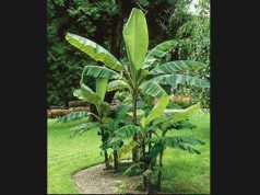 কলগছ | Banana Tree Essay কলগছ Banana Tree Essay
