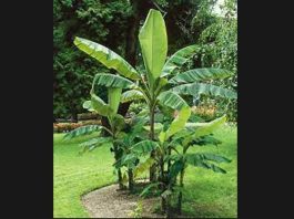 কলগছ Banana Tree Essay