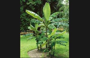 কলগছ | Banana Tree Essay কলগছ Banana Tree Essay