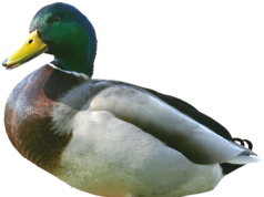 কিনা হাঁহৰ ঠোঁটলৈকে মঙহ–ভাব সম্প্ৰসাৰণ | Kina Hanhar Thutloike Mangha কিনা হাঁহৰ ঠোঁটলৈকে মঙহ