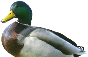 কিনা হাঁহৰ ঠোঁটলৈকে মঙহ–ভাব সম্প্ৰসাৰণ | Kina Hanhar Thutloike Mangha কিনা হাঁহৰ ঠোঁটলৈকে মঙহ