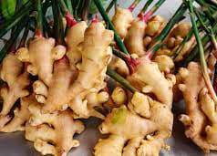 কুমলীয়া আদা পাই ভৰিৰে মোহাৰি খোৱা —ভাৱ সম্প্ৰসাৰণ কুমলীয়া আদা পাই ভৰিৰে মোহাৰি খোৱা