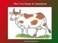 গৰু ৰচনা। The Cow Essay in Assamese গৰু ৰচনা। The Cow Essay in Assamese