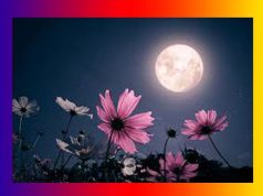 জোনাকী ৰাতি | Jonaki Rati