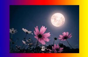 জোনাকী ৰাতি | Jonaki Rati