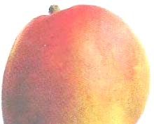 টেঙা আম এবাৰহে বেচিব পাৰি | Tenga Aam Aberhe Bechib Pari টেঙা আম এবাৰহে বেচিব পাৰি