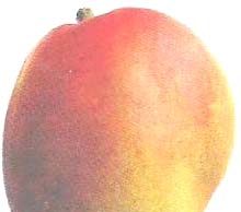 টেঙা আম এবাৰহে বেচিব পাৰি | Tenga Aam Aberhe Bechib Pari টেঙা আম এবাৰহে বেচিব পাৰি