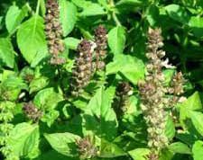 তুলসীৰ লগত কলপটুৱাৰ মুক্তি | Tulosir Logot Kolpotuwar Mukti তুলসীৰ লগত কলপটুৱাৰ মুক্তি