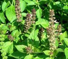 তুলসীৰ লগত কলপটুৱাৰ মুক্তি | Tulosir Logot Kolpotuwar Mukti তুলসীৰ লগত কলপটুৱাৰ মুক্তি