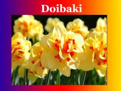 দৈৱকী | Doibaki দৈৱকী Doibaki