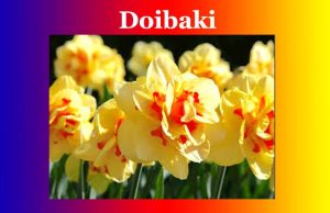 দৈৱকী | Doibaki দৈৱকী Doibaki