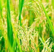 ধানখেতি | Paddy Essay in Assamese ধানখেতি Paddy Essay in Assamese