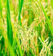 ধানখেতি | Paddy Essay in Assamese ধানখেতি Paddy Essay in Assamese