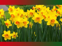 প্ৰেমৰ স্তৱক | Premor Stavak প্ৰেমৰ স্তৱক Premor Stavak