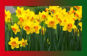 প্ৰেমৰ স্তৱক | Premor Stavak প্ৰেমৰ স্তৱক Premor Stavak