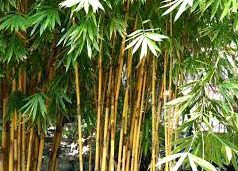 ফটাবাঁহ কদাপি জোৰা নালাগে—ভাব সম্প্ৰসাৰণ | Fatabanh Kadapi Jora Nalage ফটাবাঁহ কদাপি জোৰা নালাগে