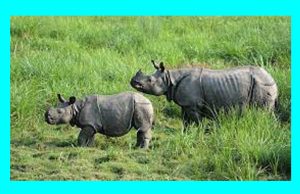 ভাৰতৰ বিভিন্ন ৰাজ্যৰ জাতীয় প্রাণী। National Animals of Indian States ভাৰতৰ বিভিন্ন ৰাজ্যৰ জাতীয় প্রাণী । National Animals of Indian States