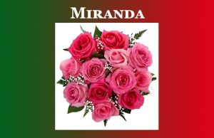 মিৰাণ্ডা। Miranda মিৰাণ্ডা। Miranda