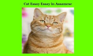 মেকুৰী ৰচনা। Cat Essay Essay in Assamese