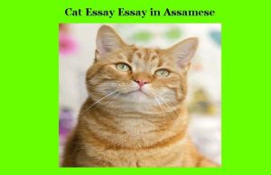 মেকুৰী ৰচনা। Cat Essay Essay in Assamese মেকুৰী ৰচনা। Cat Essay Essay in Assamese