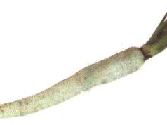 যি মূলা বাঢ়ে তাৰ দুপাততে চিন-ভাব সম্প্ৰসাৰণ | Ji Mula Bare Tar Dupatte Chin যি মূলা বাঢ়ে তাৰ দুপাততে চিন