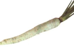 যি মূলা বাঢ়ে তাৰ দুপাততে চিন-ভাব সম্প্ৰসাৰণ | Ji Mula Bare Tar Dupatte Chin যি মূলা বাঢ়ে তাৰ দুপাততে চিন