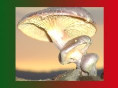 সাম্প্ৰতিকী | Samprotiki সাম্প্ৰতিকী Samprotiki