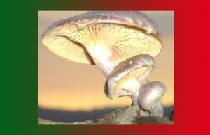 সাম্প্ৰতিকী | Samprotiki সাম্প্ৰতিকী Samprotiki