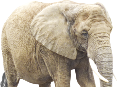 হাতী ৰচনা | The Elephant Essay in Assamese হাতী ৰচনা The Elephant Essay in Assamese