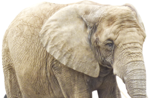 হাতী ৰচনা | The Elephant Essay in Assamese হাতী ৰচনা The Elephant Essay in Assamese