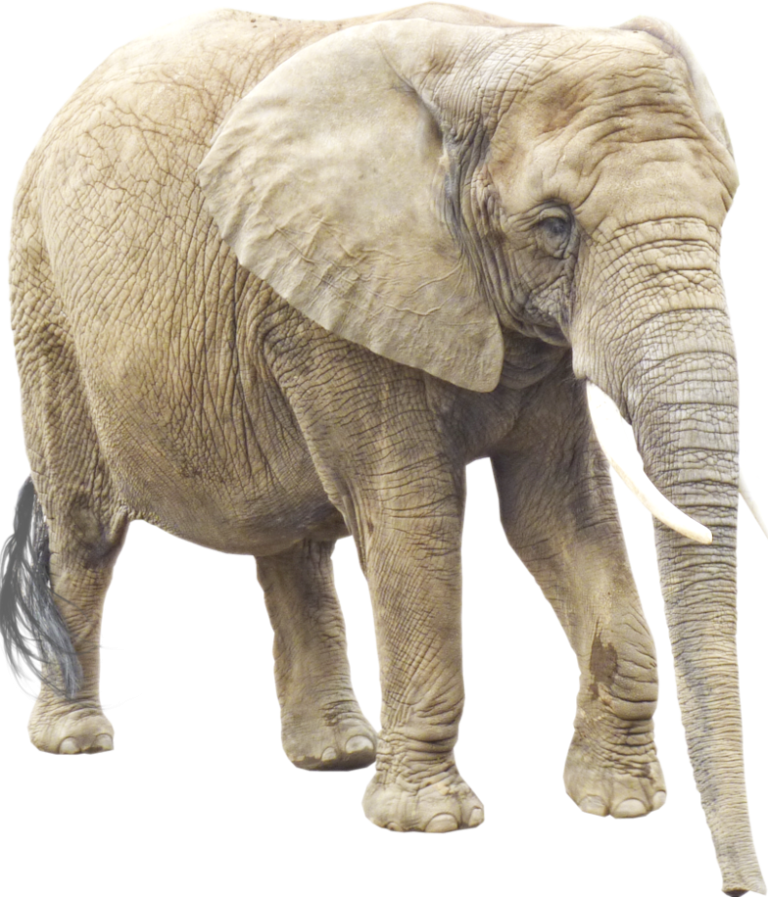 হাতী ৰচনা | The Elephant Essay in Assamese