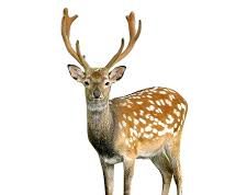 হৰিণাৰ মাংসই বৈৰী হৰিণাৰ মাংসই বৈৰী