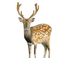 হৰিণাৰ মাংসই বৈৰী হৰিণাৰ মাংসই বৈৰী