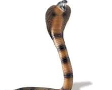 ৰাগি বিষাক্ত বস্তুৰ এটা গুণ মাথোন–ভাব সম্প্ৰসাৰণ | Ragi Bikhakta Bastur Eta Gun Mathun