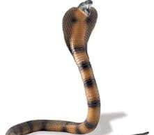 ৰাগি বিষাক্ত বস্তুৰ এটা গুণ মাথোন–ভাব সম্প্ৰসাৰণ | Ragi Bikhakta Bastur Eta Gun Mathun