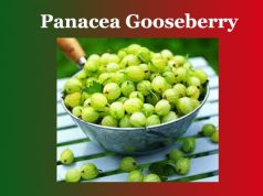 মহৌষধী ফল আমলখি | Panacea Gooseberry মহৌষধী ফল আমলখি Panacea Gooseberry
