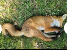 শুই থকা শিয়ালে হাঁহ ধৰিব নোৱাৰে | Shui Thaka Shiyale Hanh Dharib Nuware শুই থকা শিয়ালে হাঁহ ধৰিব নোৱাৰে Shui Thaka Shiyale Hanh Dharib Nuware