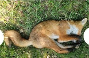 শুই থকা শিয়ালে হাঁহ ধৰিব নোৱাৰে | Shui Thaka Shiyale Hanh Dharib Nuware শুই থকা শিয়ালে হাঁহ ধৰিব নোৱাৰে Shui Thaka Shiyale Hanh Dharib Nuware