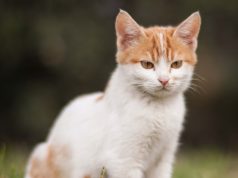 The Cat | The Cat Essay | Essay on Cat The Cat The Cat Essay Essay on Cow