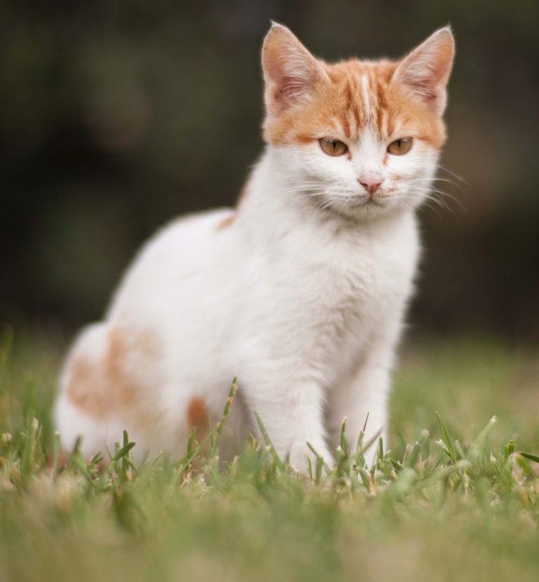 The Cat | The Cat Essay | Essay on Cat